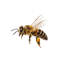 dekor